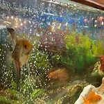 Sea Horse 3* Burgas City