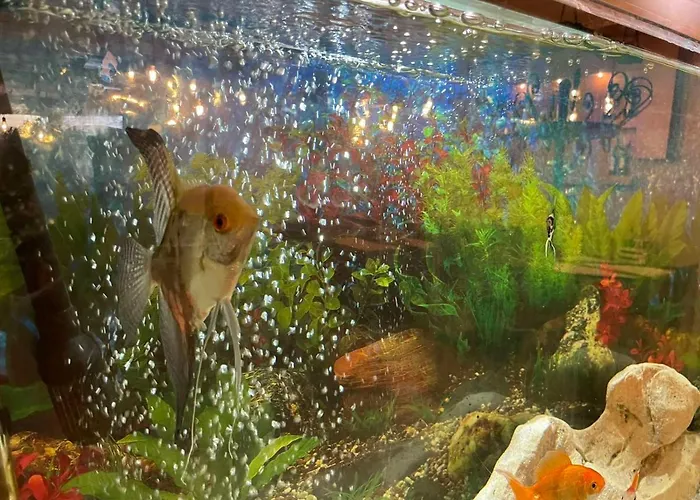 Sea Horse 3* בורגאס