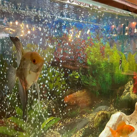 Sea Horse 3* Burgas City